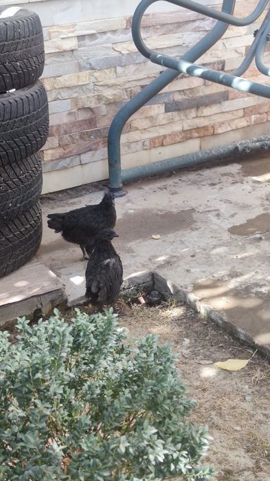 Qora tovuq jo'jalari 5 dona 4,5 oylik donasi 200 000 hammasini sotaman