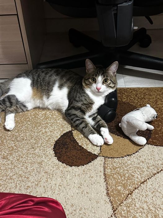 Отдаём кота бесплатно
