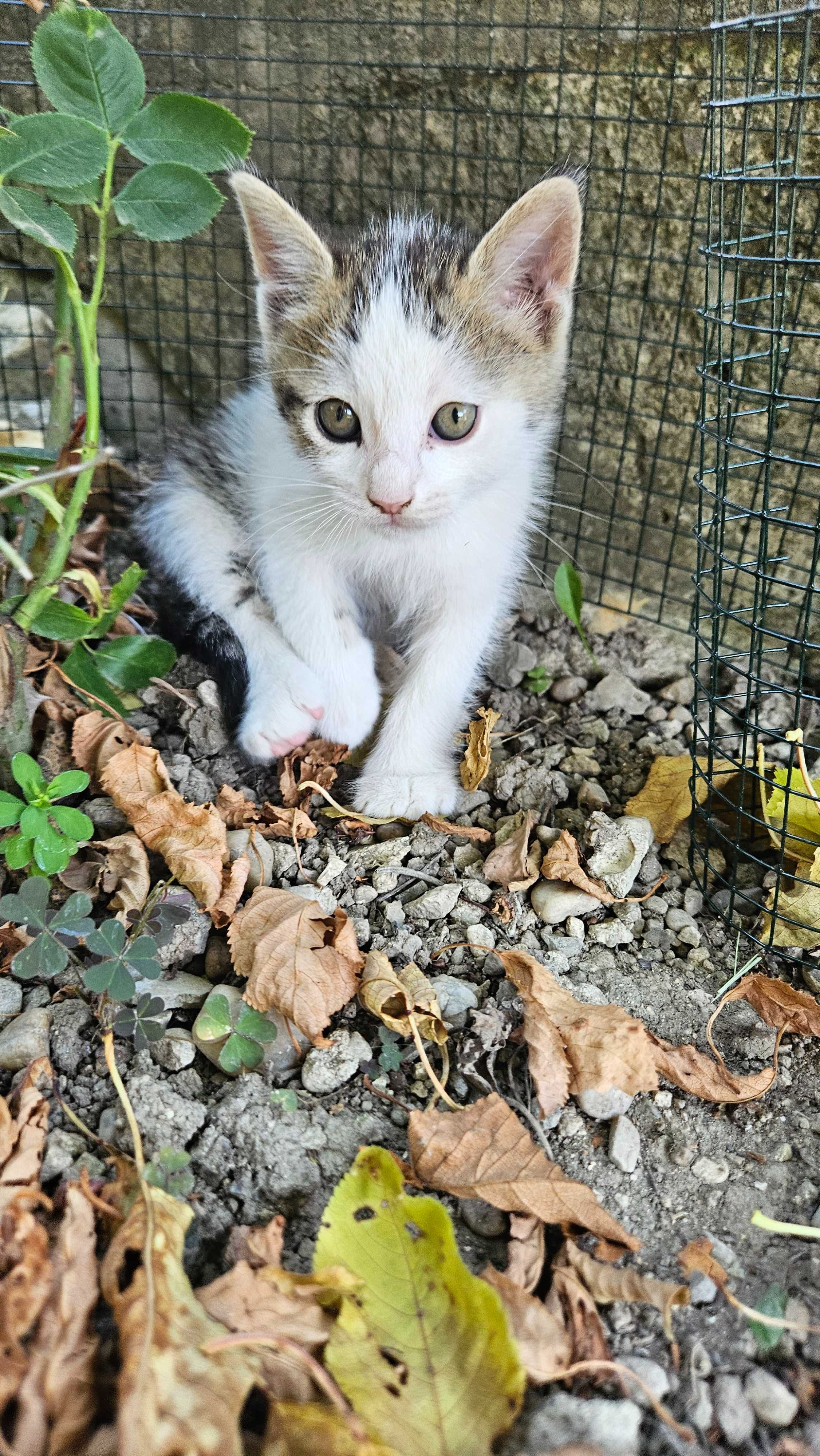 Подарявам котенца