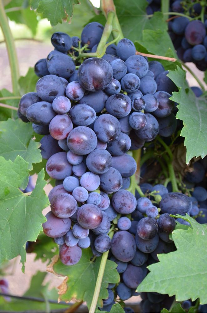Struguri de masa si de vin