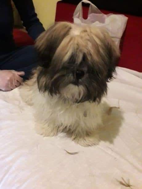 Frizer canin talie mică