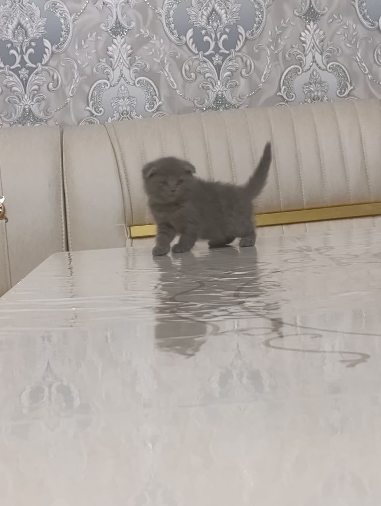 Mushuklar sotiladi
