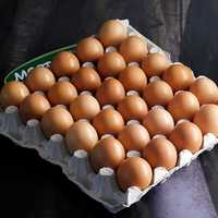 Домашни яйца от свободно отглеждани кокошки