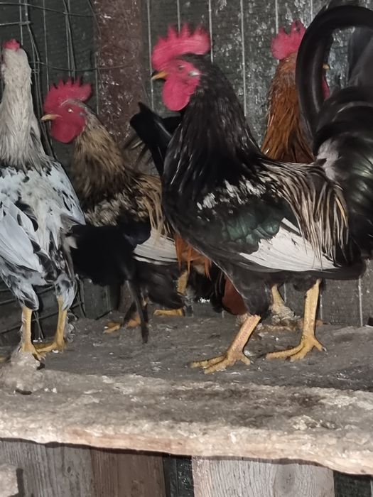 Vand cocosi pitici tineri