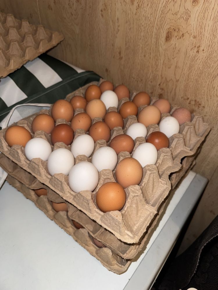 Куриные яйца домашние