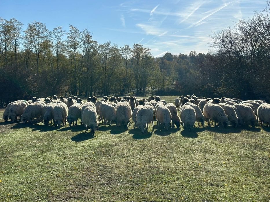 Vand 100 de oi de tinut