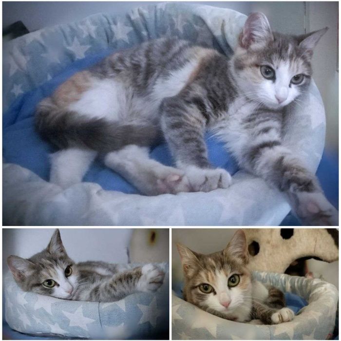 Котенок, ухоженный, ~4 месяца!