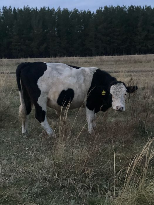 Продам корову, телку, первотелку и 3 прошлогодних бычков