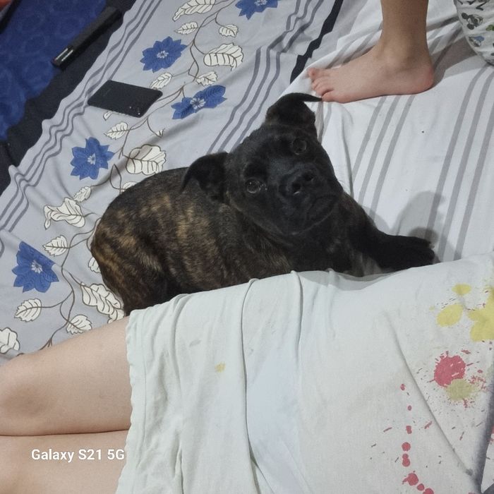 Dau spre adoptie catel in varsta de 2 sni jumate