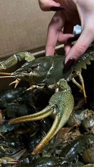 Живые раки крупные