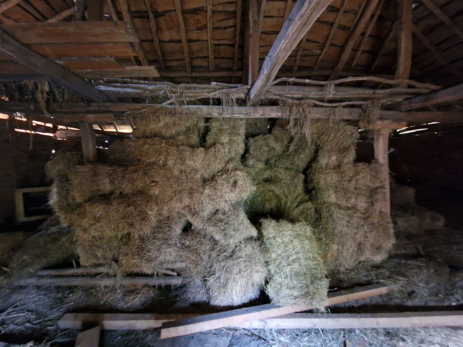 Бали сено стари поне на 15+ години