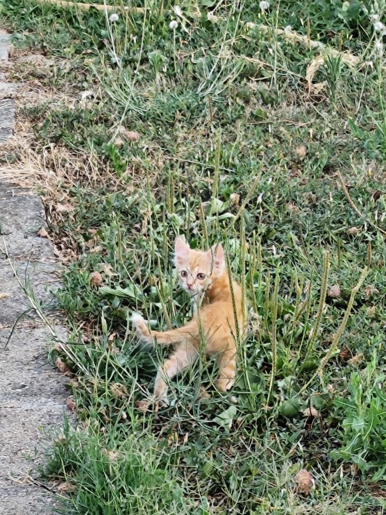 Подаряват се малки котета