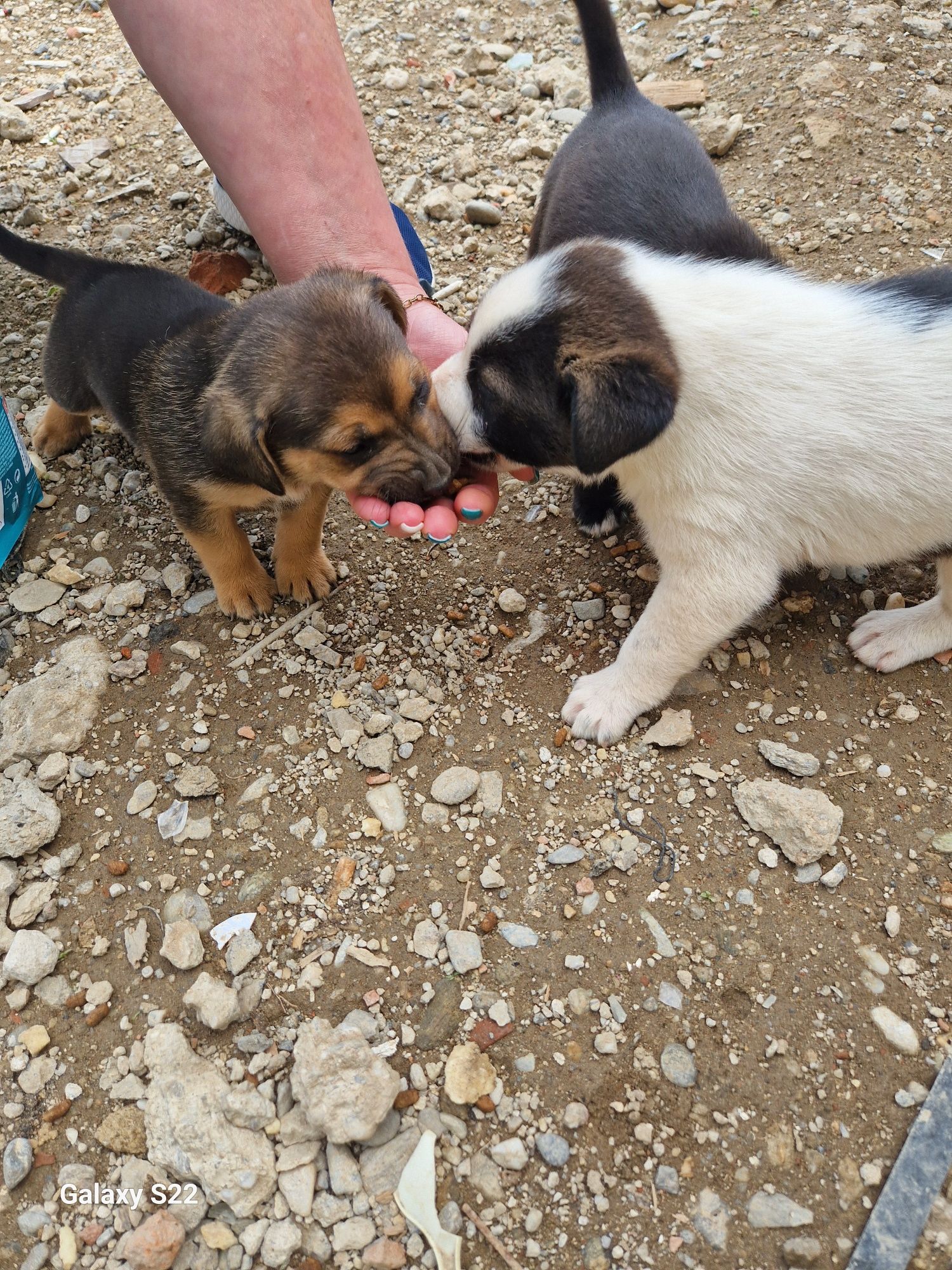 Catelusi pentru adoptie