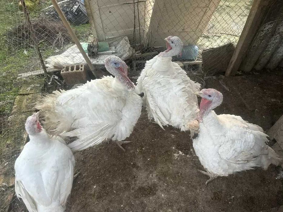 Пуйки бройлер големи