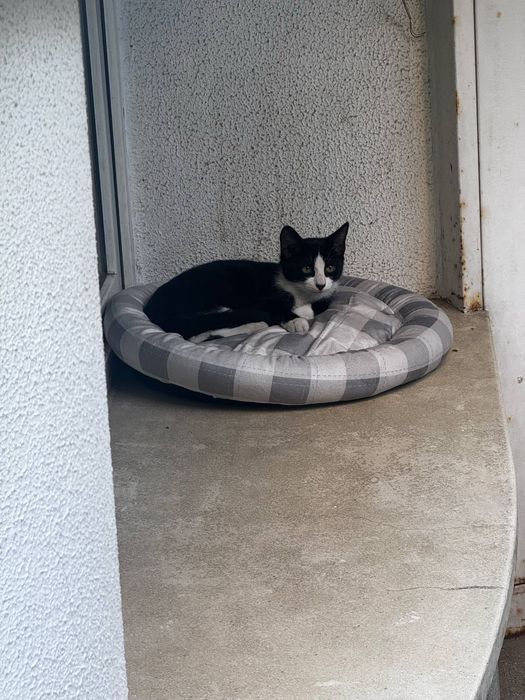 Pisicute dragute isi cauta casuta iubitoare