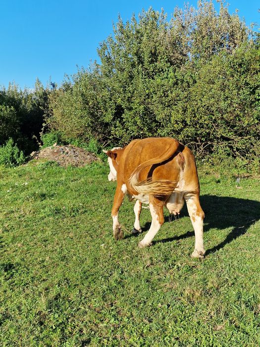 Vănd vacă a patara fătare