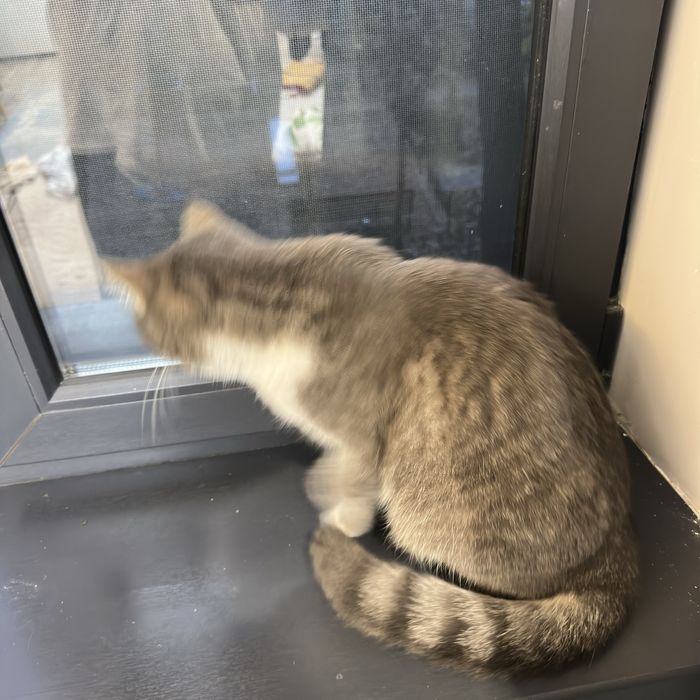 Манчкин ищет тёплый и добрый дом