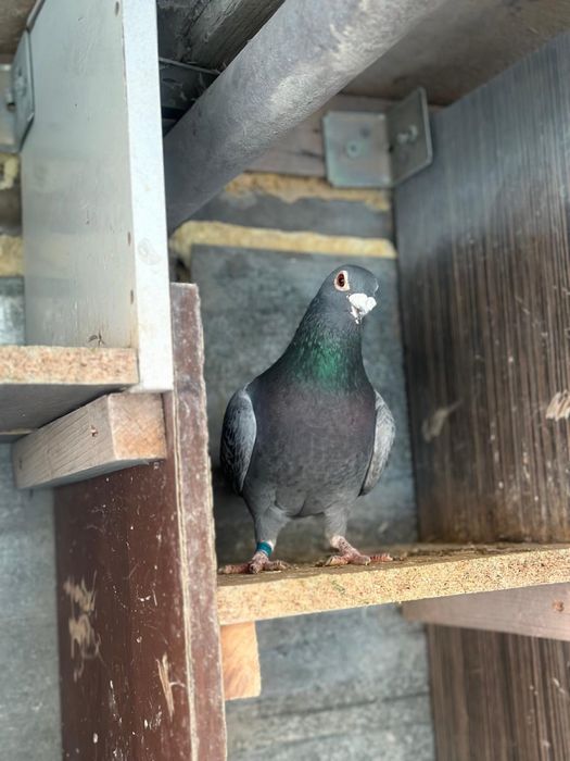 Porumbei voiajori matca si tineret