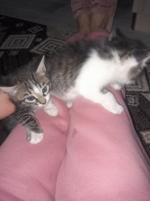 Мысықтар тегін береміз