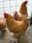 Продам яйца породы брама для разведения цыплят