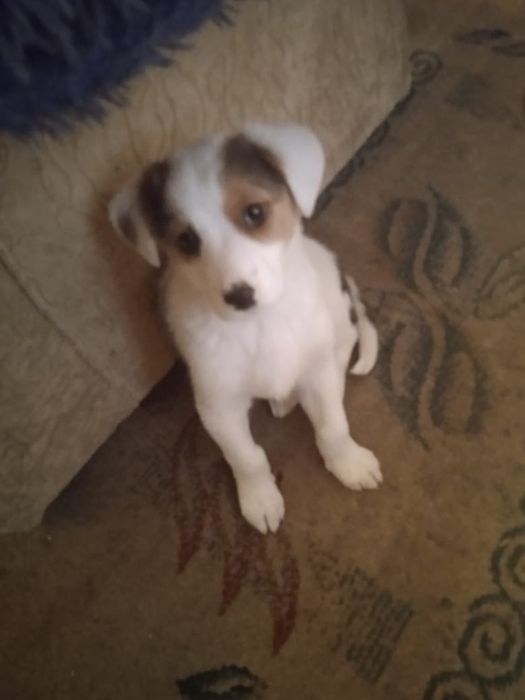 Отдам щенка в хорошие руки