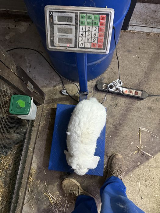 Femela berbec german Alb din ianuarie