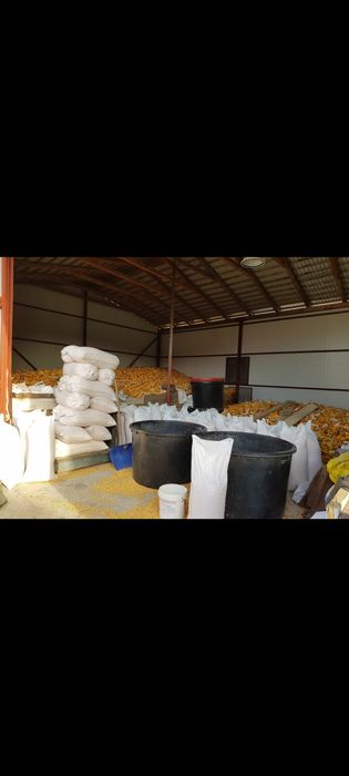 Vand porumb transport gratuit