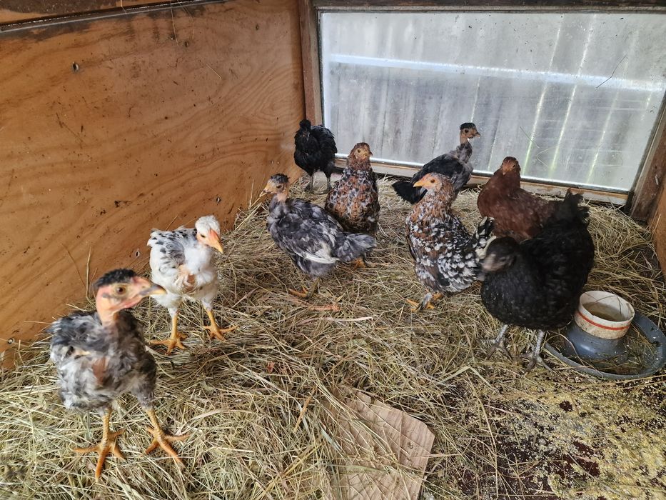 Pui de tara frumos colorati