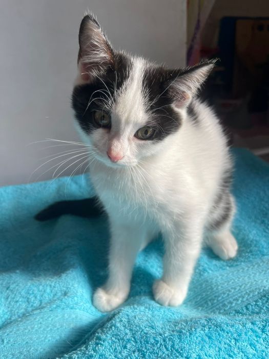 Котята бесплатно в хорошие руки