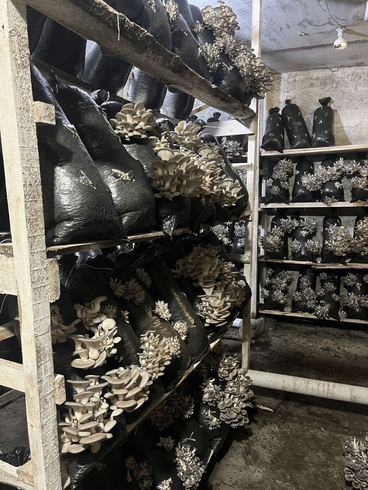 Грибная ферма ВИТАМИНиК реализует грибные брикеты