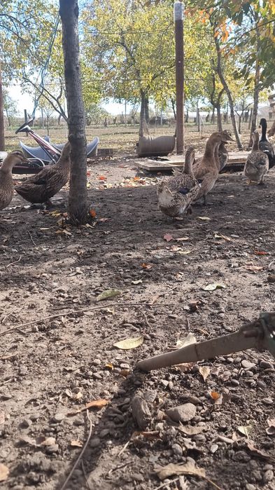 Rate românești de vanzare