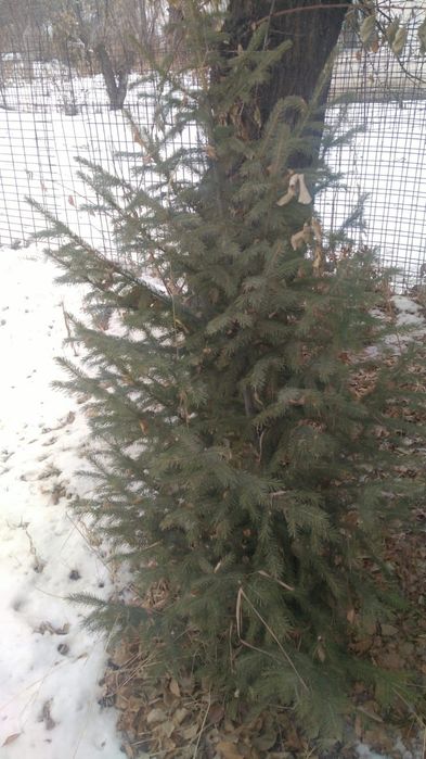 Продам ёлочку!!!