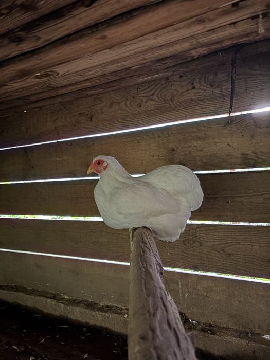 Vand wyandotte pitic alb