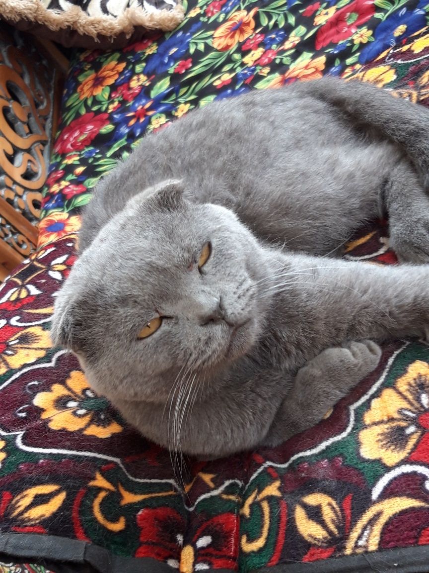 Mushuk sotiladi zotli