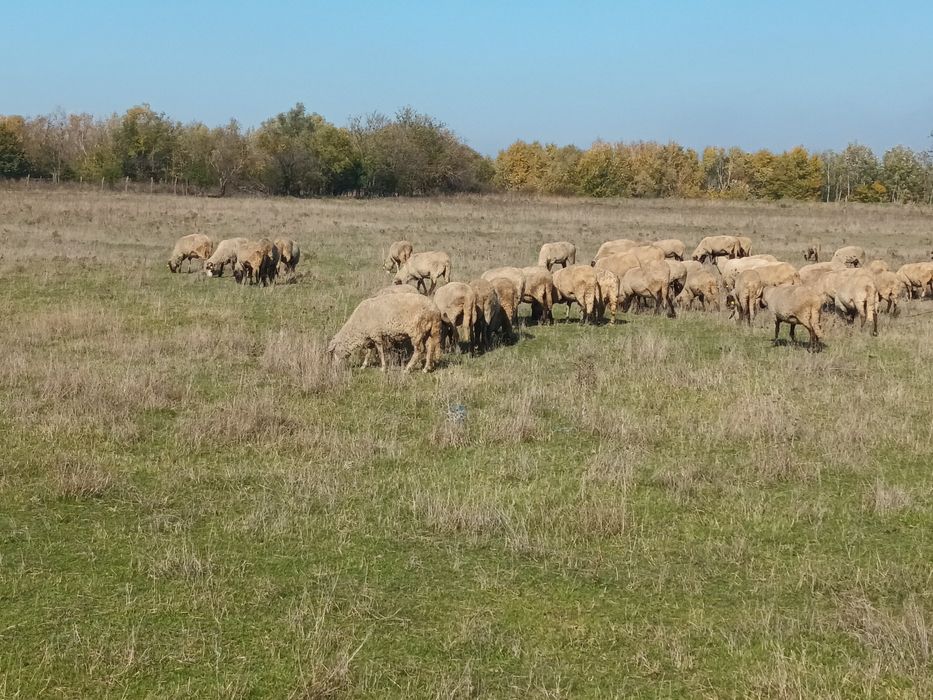100 Oi de vanzare