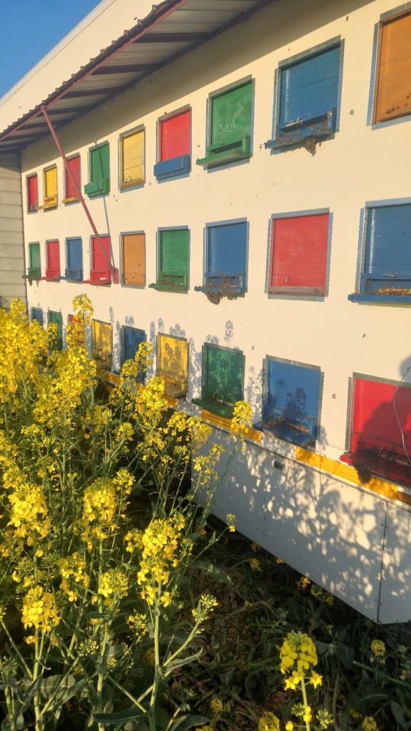 Vând 35 familii de albine, 380 lei, negociabil la fața locului.