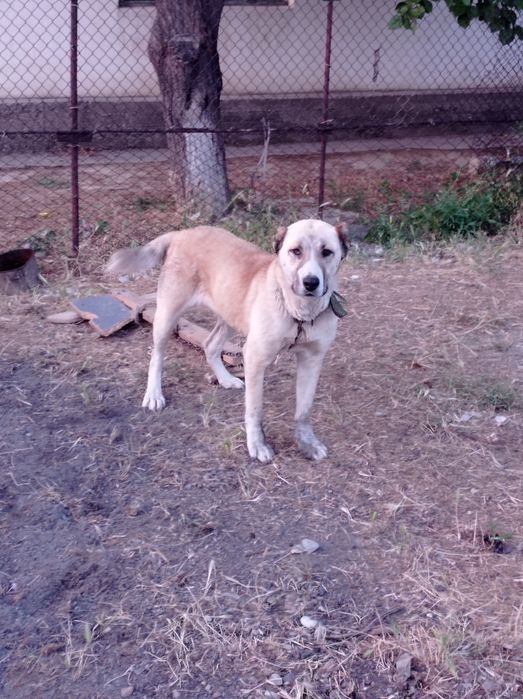 Собака казак ит сатылады