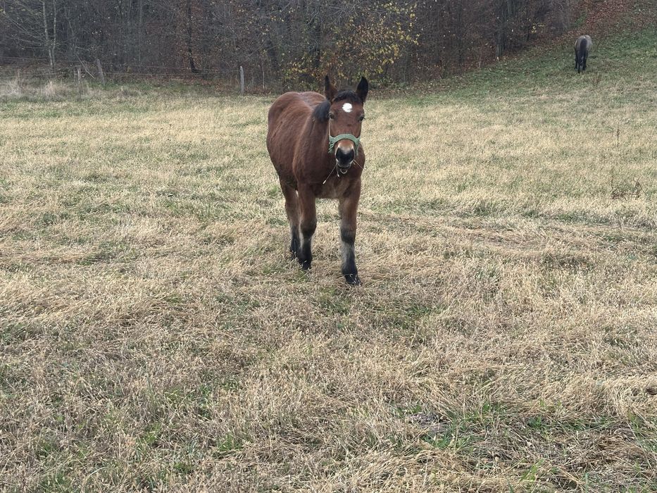Vand iapa de 4 ani cu manz de 7 luni