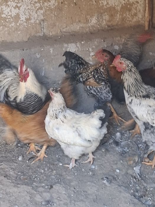 6 oylik joʻja xoʻrozlar