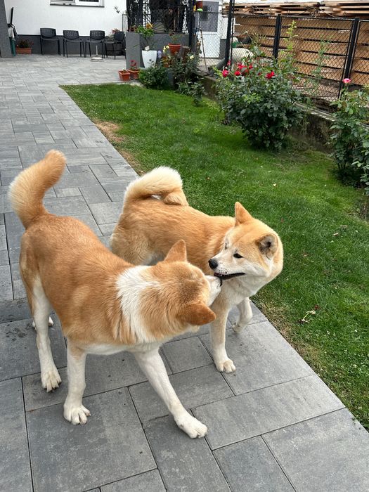 Akita inu japonez