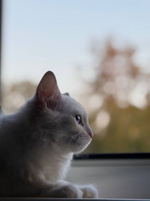 Котенок турецкая ангора