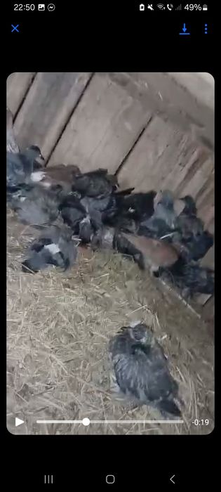 Vând porumbei comuni