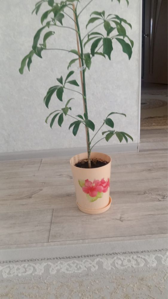 Продам цветы