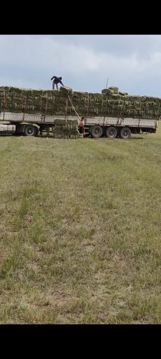 Продам сено. Тюки. 18   кг весом объемом сразу. ( КамАЗ) Доставк