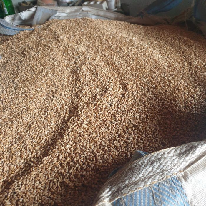 Grâu de toamnã Nádor, Shevron