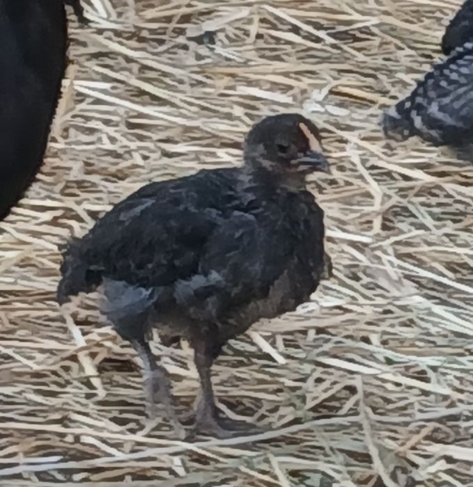 Sifati yaxshi damashniy joʻjalar. 1,5 oylik joʻja.