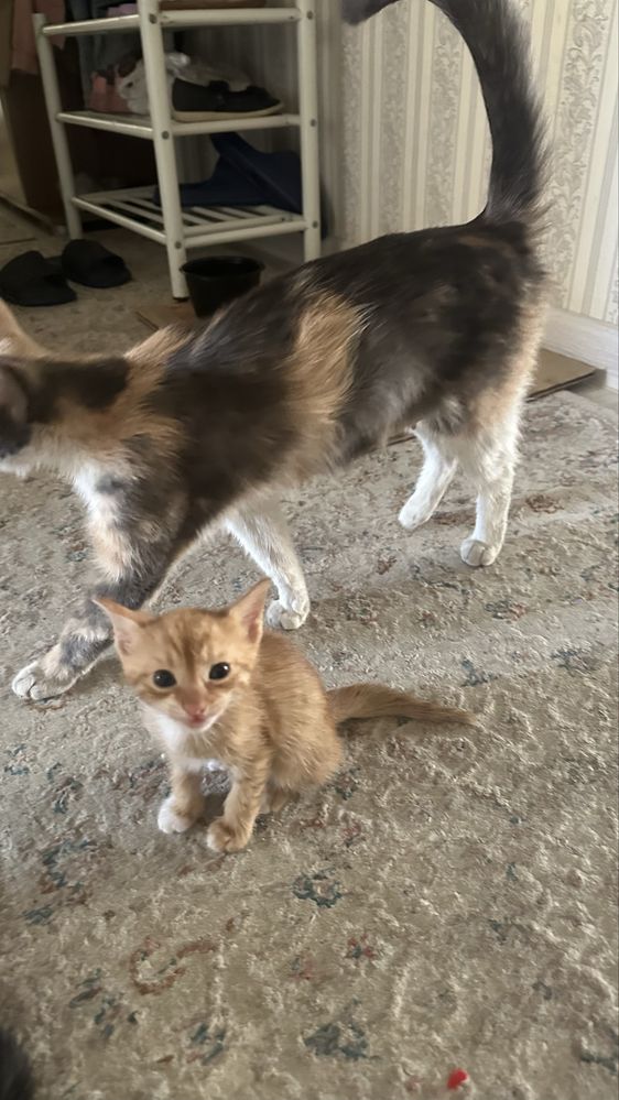Кошка, Котята мысықтар