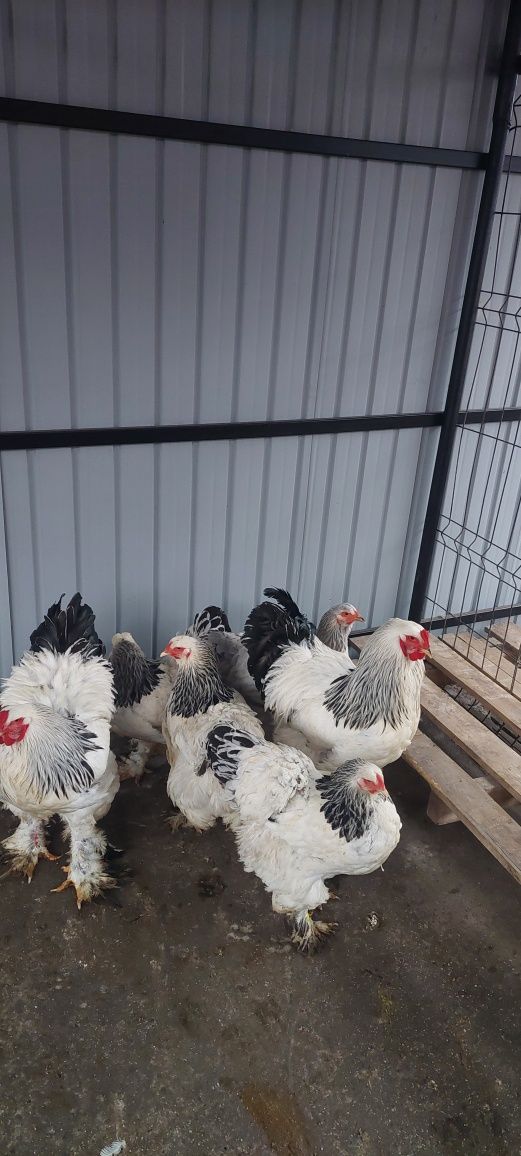 Gaini brahma si australorp