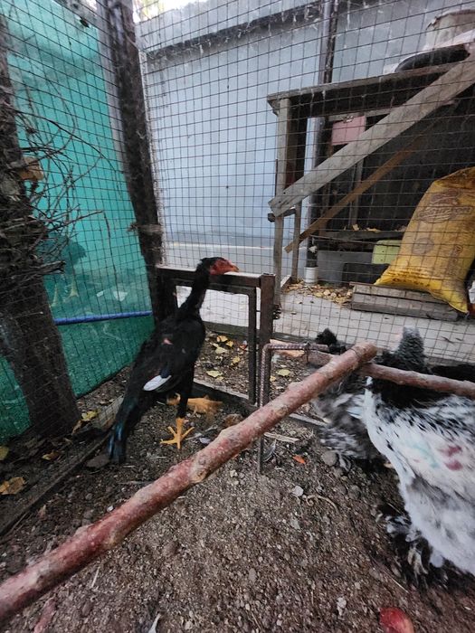 Dakan jojaxoroz sotiladi