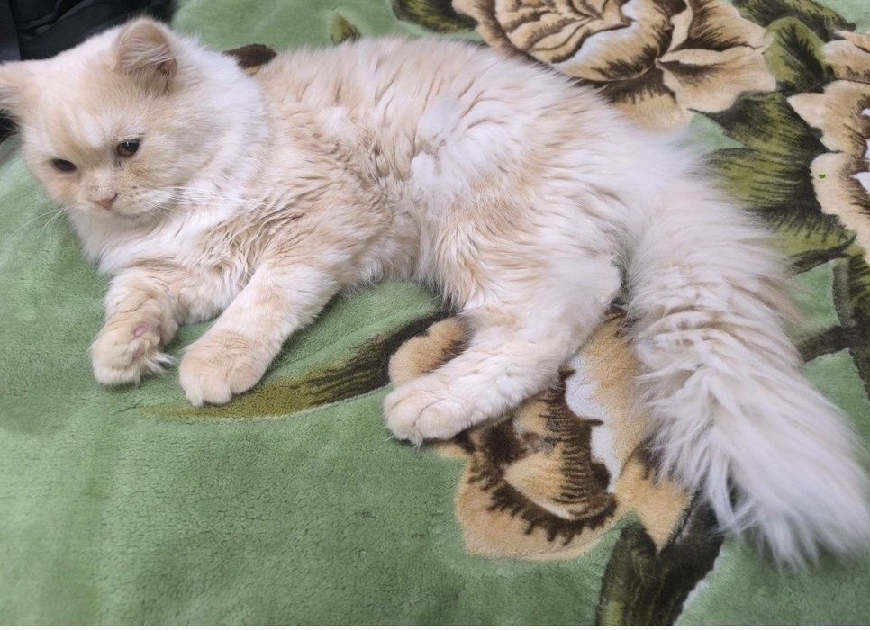 Приглашаем кошек на вязку